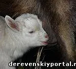 Felkészülés kecskék ellést, az ellések Kecske vidéki élet (Okoth) Felkészülés kecskék ellést, az ellések Kecske falusi élet