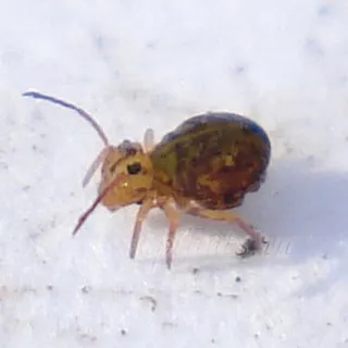 Sublevels, ugróvillások, ugróvillások - fénykép, egy leírást, hogyan kell harcolni (felső talaj réteg) velük Sublevels, ugróvillások, Collembola - fotó, leírás, hogyan kell kezelni őket