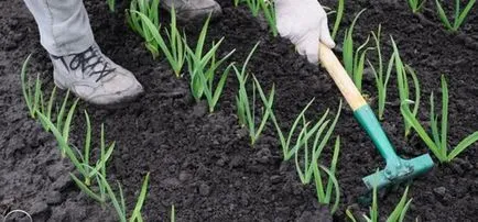 Fejtrágyázás fokhagyma, ősszel és tavasszal - tippek és tanácsok a kertészek (tavaszi) Fejtrágyázás fokhagyma, ősszel és tavasszal - tippeket és tanácsokat kertészek
