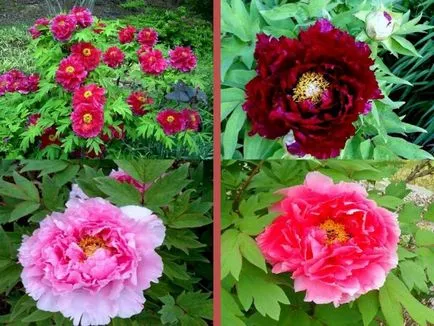 Termékenyítő peonies kis trükköket