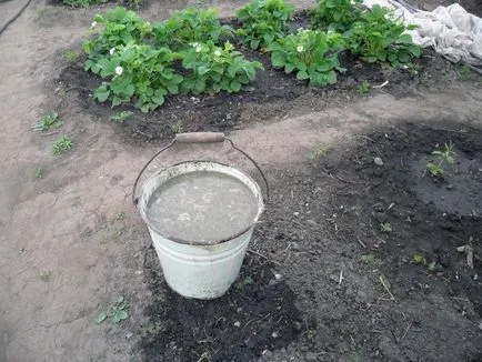 Etetés fokhagyma