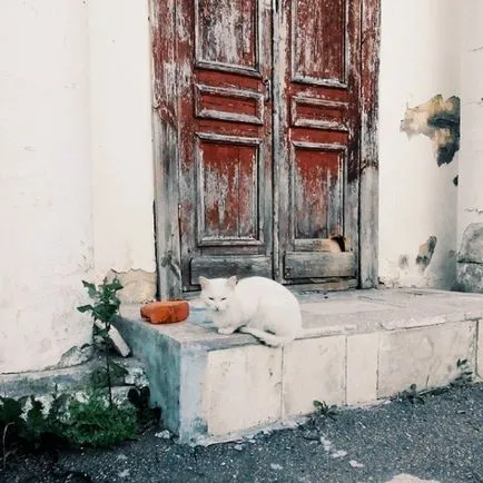Pislogó Cat fotó