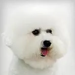 A teljes listát a kis kutya vedlési