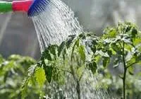 Öntözés vagy locsolással paradicsom - ez itt a kérdés (paradicsom) Öntözés vagy locsolással paradicsom - ez itt a kérdés