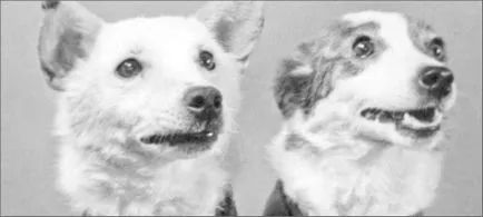 Flight Belka és Strelka térben, mint volt
