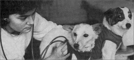 Flight Belka és Strelka térben, mint volt
