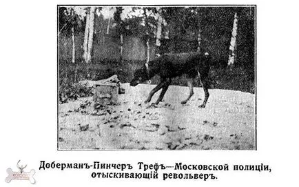 Rendőrségi kutyák Magyarországon 1920-tól napjainkig