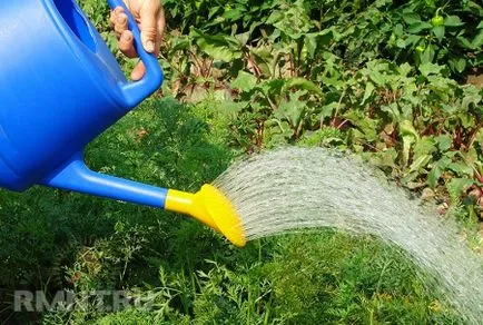 Öntsük veteményeskert megfelelően (20-30 liter vízhez) Öntsük veteményeskert jobb