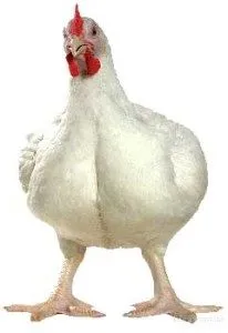 Breed broiler csirkék, a leírás és a fő különbség a tartalmat