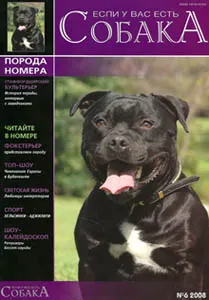 Staffordshire Bull Terrier Breed szoba - magyar portál Staffordshire Bull Terrier