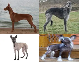 Breed szőrtelen (nude) nevét kutyák, leírás és fényképek, mind a kutyák