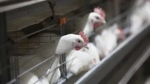 Breed broiler csirkék, a leírás és a fő különbség a tartalmat