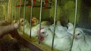 Breed broiler csirkék, a leírás és a fő különbség a tartalmat
