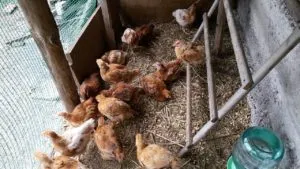 Breed broiler csirkék, a leírás és a fő különbség a tartalmat