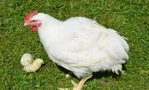 Breed broiler csirkék, a leírás és a fő különbség a tartalmat