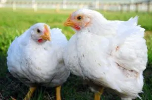 Breed broiler csirkék, a leírás és a fő különbség a tartalmat