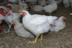 Breed broiler csirkék, a leírás és a fő különbség a tartalmat