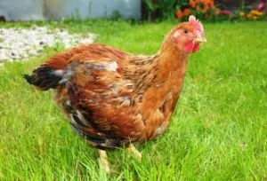 Breed broiler csirkék, a leírás és a fő különbség a tartalmat