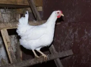 Breed broiler csirkék, a leírás és a fő különbség a tartalmat
