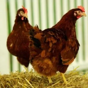 Breed broiler csirkék, a leírás és a fő különbség a tartalmat