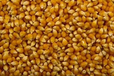 Popcorn előnyök és kárt az emberi test