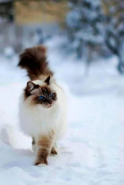 Ragdoll macska fajta leírása fotókkal