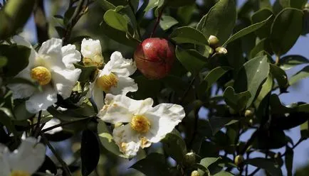Ültetés és gondozása kaméliás a hazai és a kertben, reprodukálni, átruházni fotók és fajták (Camellia) Ültetés és gondozása kaméliás a hazai és a kertben, reprodukálni, átruházni fotók és fajták