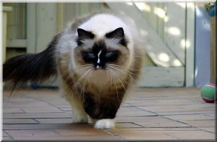 Ragdoll macska fajta leírása fotókkal