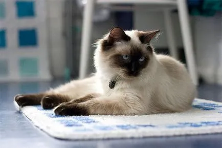 Ragdoll macska fajta leírása fotókkal