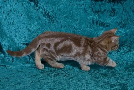 Breed Cat Nap