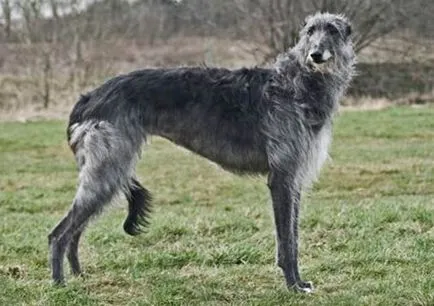 Breed szőrtelen (nude) nevét kutyák, leírás és fényképek, mind a kutyák