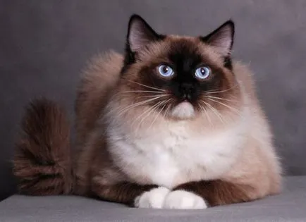Ragdoll macska fajta leírása fotókkal