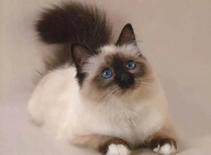 Ragdoll macska fajta leírása fotókkal