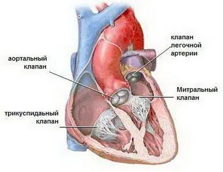 Szívbillentyű-betegség diagnosztizálása, kezelése és megelőzése