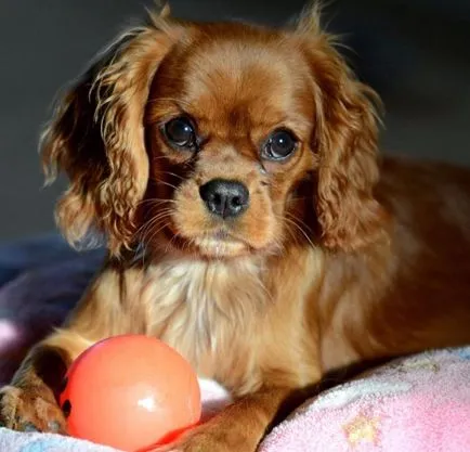 Kutyafajták a felső 14 gyermek fotó, leírás, karakter
