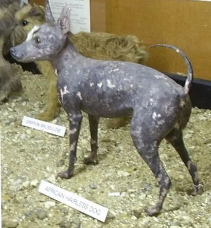 Breed szőrtelen (nude) nevét kutyák, leírás és fényképek, mind a kutyák