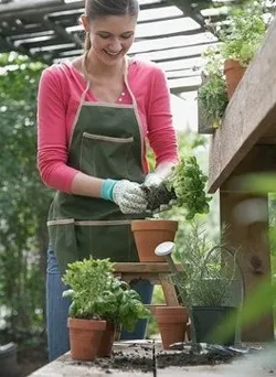 Szabályzat transzplantációs szobanövények (alvás gyökér gallér) Szabályok transzplantációs szobanövények