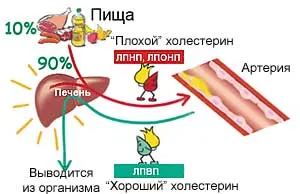A magas koleszterinszint a vérben mértéke koleszterin élelmiszerek, mint a kisebb koleszterin a vérben! (Csökkenése) A magas koleszterinszint a vérben mértéke koleszterin élelmiszerek, mint a kisebb koleszterin a vérben!