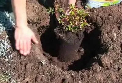 Ültetés és gondozása rózsa a kertben a szabályok a termesztés és tenyésztés (rózsa) Ültetés és gondozása rózsa a kertben a szabályok a termesztés és tenyésztés