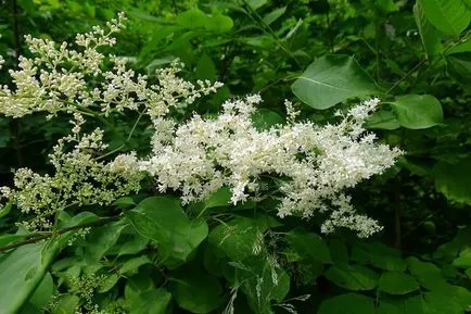 Ültetés és ápolása Lilac