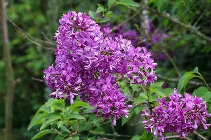 Ültetés és ápolása Lilac