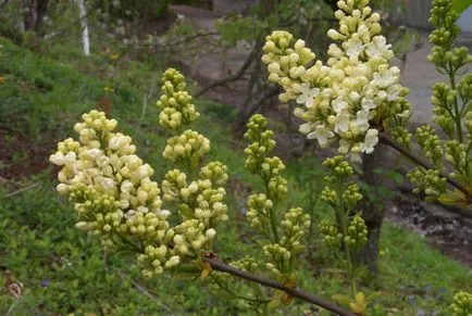 Ültetés és ápolása Lilac