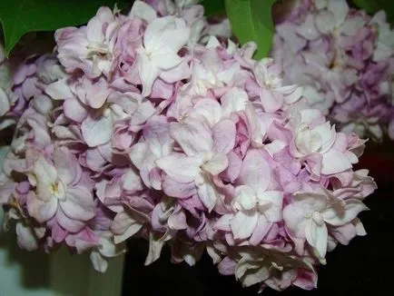 Ültetés és ápolása Lilac