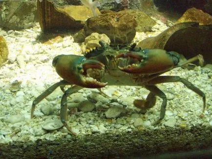 Szabályzat otthon rákok tartalom, mind az akvárium és lakói (szabályzata rákok tartalom) Szabályok rákok tartalmat az otthoni, mind az akvárium és lakói