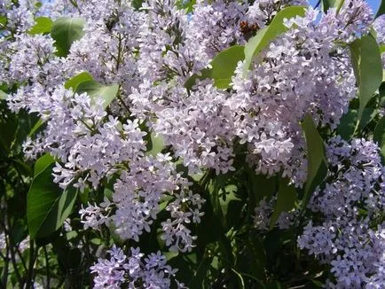 Ültetés és ápolása Lilac