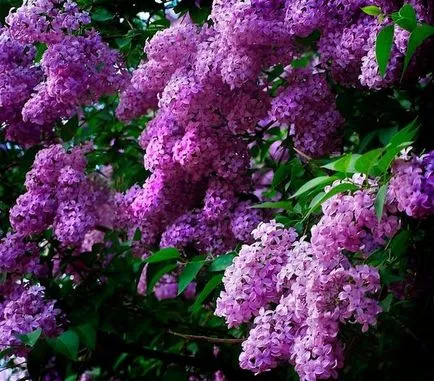 Ültetés és ápolása Lilac