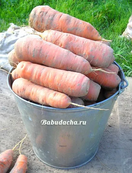 Ezután sárgarépa növény, amely