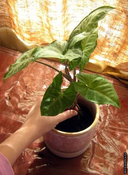 Szabályzat transzplantációs cserepes növények (beltéri) Szabályok transzplantációs szobanövények