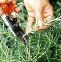 Alkalmazás, kanefron n - hatásos gyógyszer cystitis (Kidney betegségek a húgyutak) Alkalmazás kanefron kerület - hatásos gyógyszere hólyaghurut