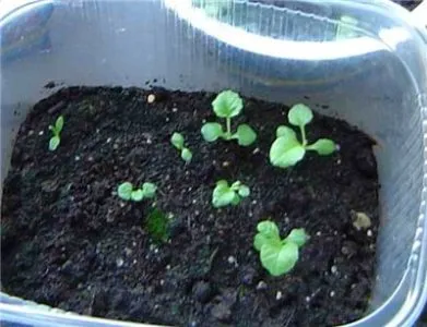 Primrose növekvő magról otthon, amikor a koca (kankalin) Primrose növekvő magról otthon, amikor a koca